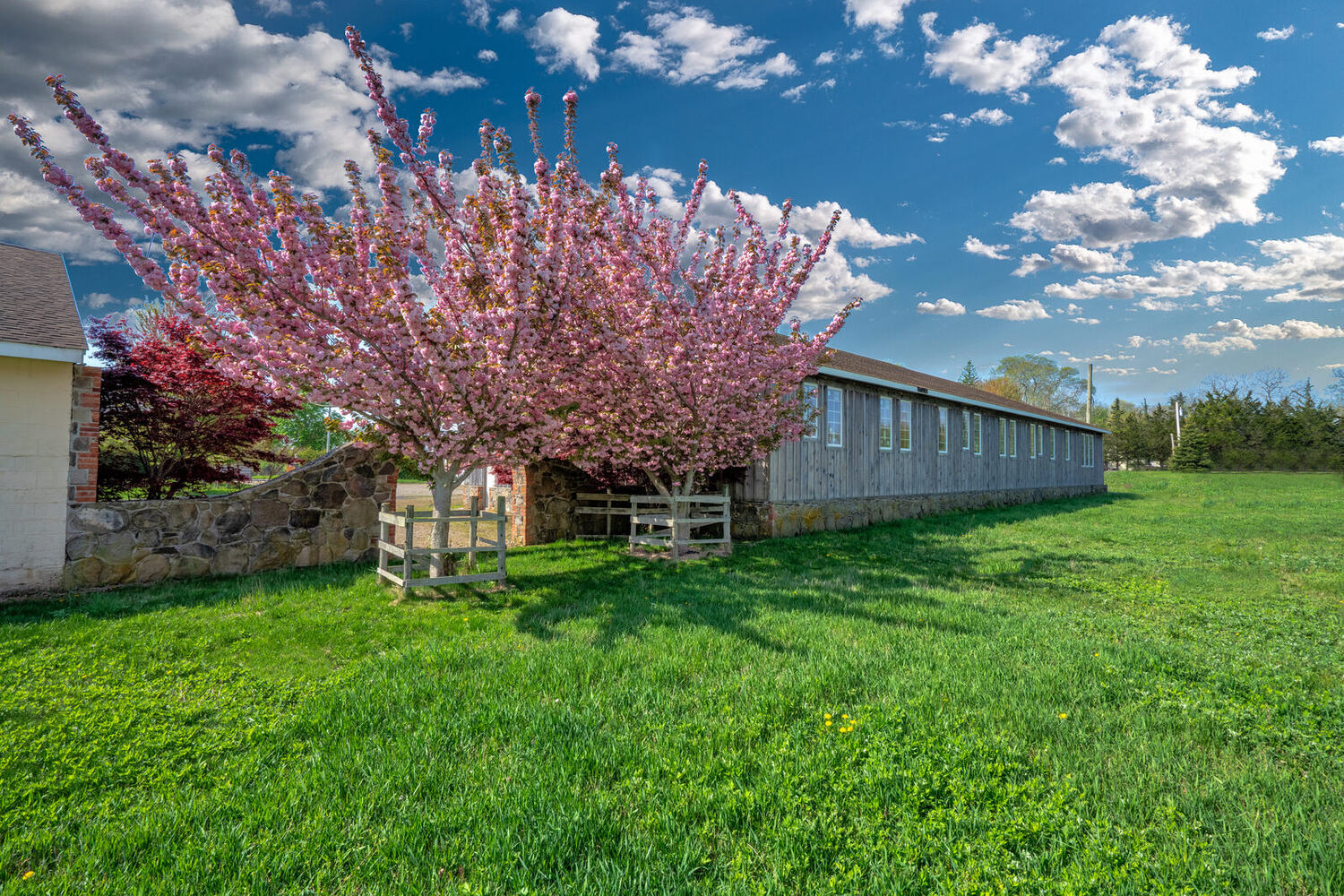 Pink blossoms in full bloom beside the barn